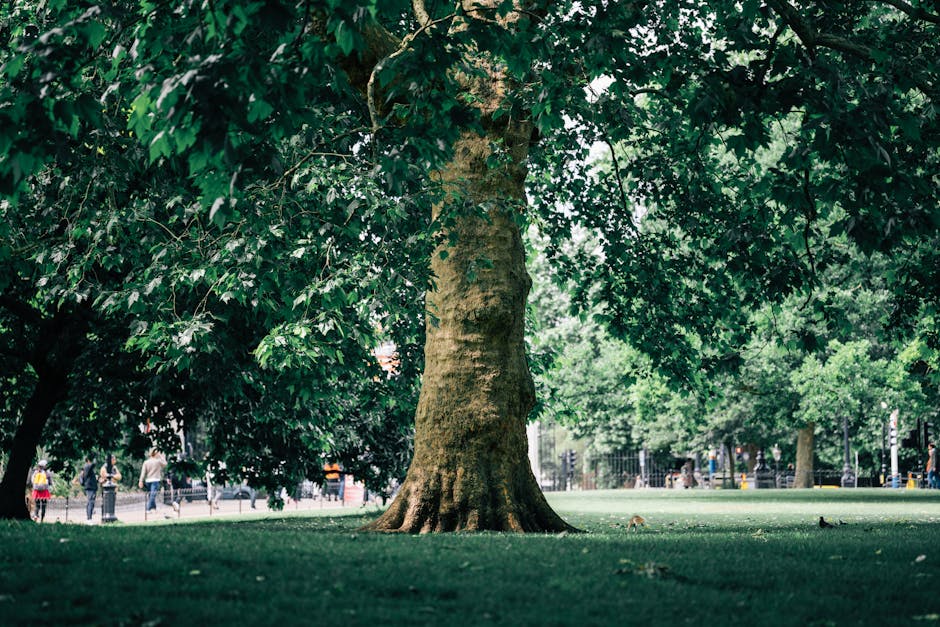 A large, mature tree with a thick, textured trunk and expansive green foliage dominates a well-maintained urban park. The tree's dense leaves create a broad canopy, casting shade over the neatly trimm