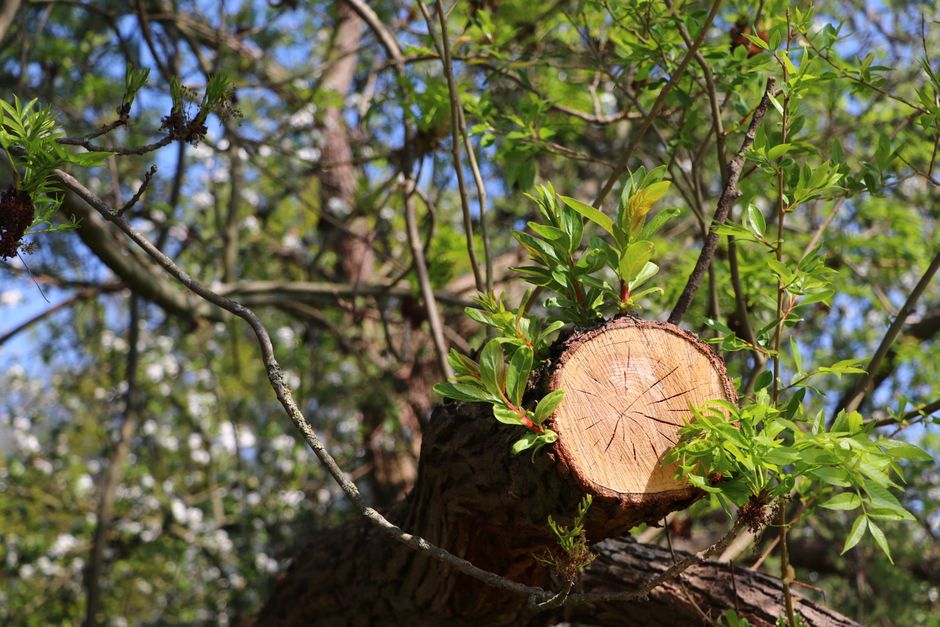 A large, mature tree with a thick, textured trunk and expansive green foliage dominates a well-maintained urban park. The tree's dense leaves create a broad canopy, casting shade over the neatly trimm
